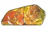 Iridescent Ammolite (Fossil Ammonite Shell) - Alberta #258238-1